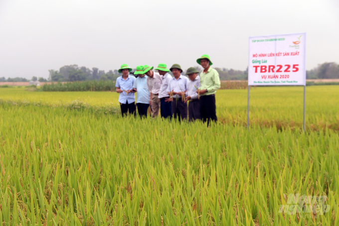 ThaiBinh Seed đã cho ra đời nhiều giống lúa năng suất, chất lượng cao, được nông dân xứ Thanh đón nhận. Ảnh: Võ Dũng.