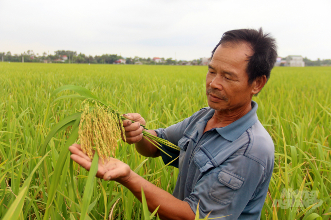 Riêng 100 héc-ta lúa Thái Xuyên 111 tại Nông Cống được cấp chứng chỉ VietGap với thương hiệu gạo sạch Hương quê. Ảnh: Võ Dũng.