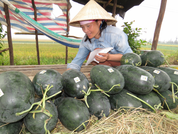 Sản phẩm sản xuất theo chuỗi giá trị dưa Hàm Ninh mang lại thu nhập cao cho nông dân. Ảnh: T.P.