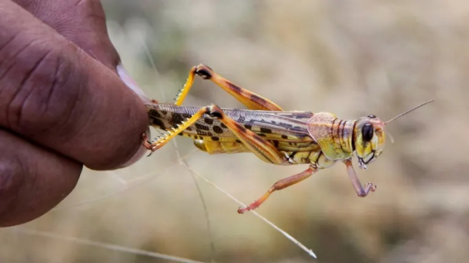 Những khu vực châu chấu sa mạc đã xuất hiện. Ảnh: National Geographic.