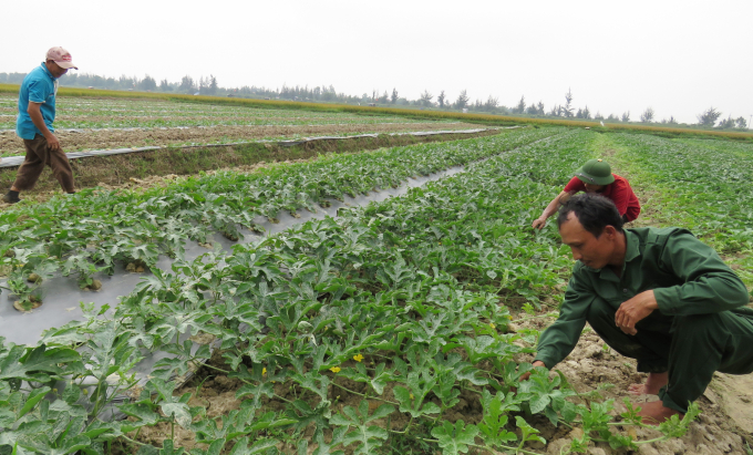Nông dân xã Hàm Ninh chăm sóc dưa canh tác theo hướng hữu cơ. Ảnh: T.P.