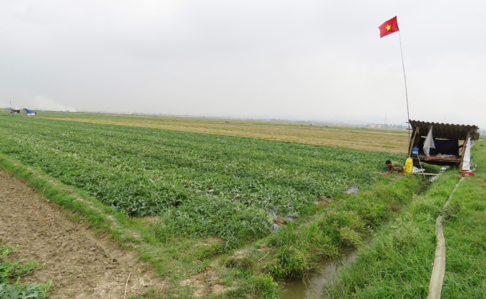 Trên cánh đồng lúa đã được chuyển đổi sang trồng dưa hấu ở Hàm Ninh. Ảnh: T.P.