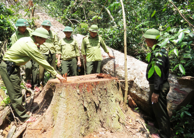 Lực lượng cơ động của Hạt Kiểm lâm huyện Quảng Ninh và bảo vệ rừng Chi nhánh Lâm trường Trường Sơn kiểm tra vị trí gốc cây bị cưa hạ trái phép. Ảnh: T.P.