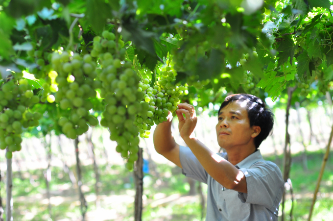Nho, cây trồng chủ lực của Ninh Thuận với thu nhập hàng tỷ đồng mỗi ha. Ảnh: Minh Hậu.