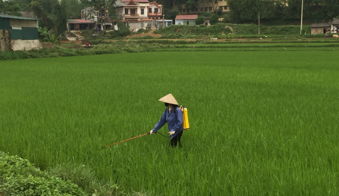 Nông dân phường Đề Thám, Thành phố Cao Bằng phun thuốc phòng trừ sâu bệnh cây lúa xuân. Ảnh: Toán Nguyễn.