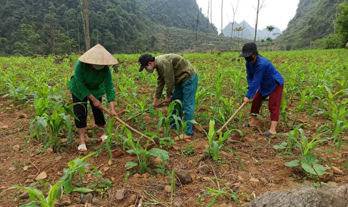 Nông dân xã Thượng Thông, huyện Hà Quảng thường xuyên chăm sóc, kiểm tra tình hình sâu bệnh trên cây ngô. Ảnh: Kông Hải.