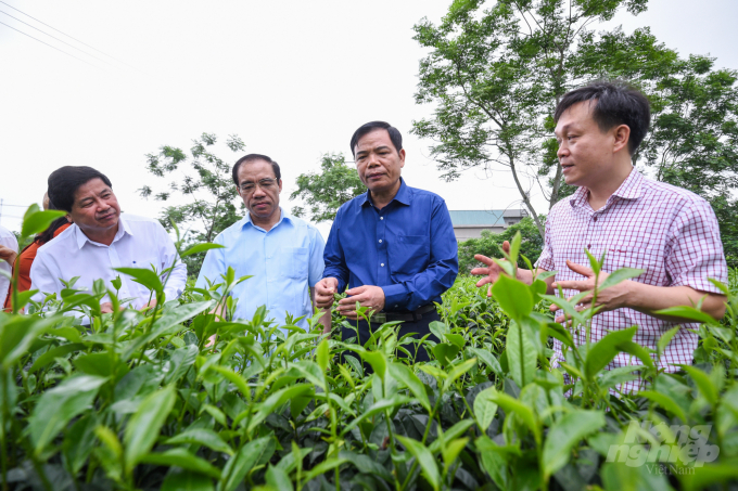 Lãnh đạo Bộ NN-PTNT thăm vườn chè nguyên liệu của Công ty Mỹ Lâm, Tuyên Quang. Ảnh: Tùng Đinh.