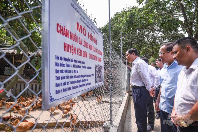 Bộ trưởng Nguyễn Xuân Cường thăm mô hình nuôi gà lông màu do Trung tâm khuyến nông Quốc gia hỗ trợ tại xã Thái Bình. Ảnh: Tùng Đinh.