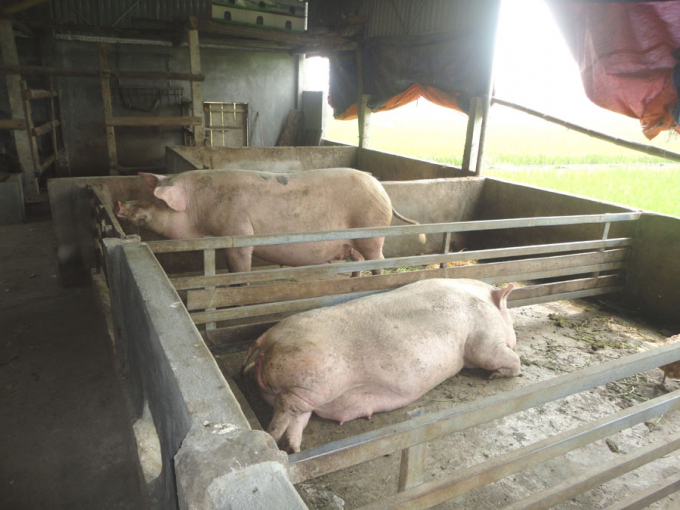 Hai con lợn nái của nhà ông Trần Văn Quang ở xã Nghĩa Lộc, huyện Nghĩa Đàn đã sinh lời rất lớn cho gia chủ. Ảnh: Hồ Quang.