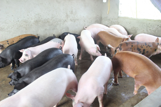 Chuồng lợn siêu nạc của nhà ông Lê Văn Nghệ ở phường Long Sơn, TX Thái Hòa mua từ cuối tháng 4/2020 với giá gần 3 triệu đồng/con. Ảnh: Hồ Quang.