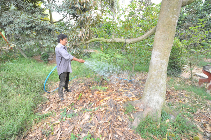 Để phục hồi vườn cây sầu riêng sau hạn mặn, quan trọng nhất là chọn sản phẩm phân bón cho phù hợp. Ảnh: Ngọc Trinh.