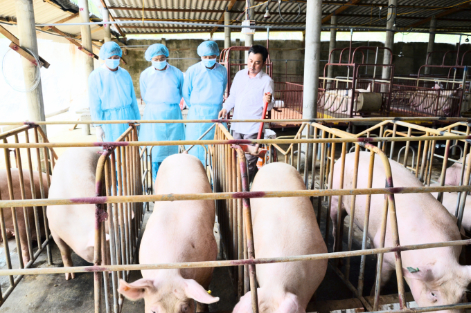 Đoàn công tác của Bộ NN-PTNT tham quan mô hình chăn nuôi lợn an toàn sinh học tại huyện Chợ Gạo. Ảnh: Minh Thành.