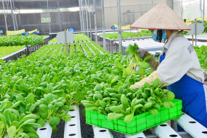 Nông nghiệp tỉnh Quảng ninh phát triển theo hướng nâng cao giá trị gia tăng của các sản phẩm nông nghiệp một cách bền vững. Ảnh: Anh Thắng.