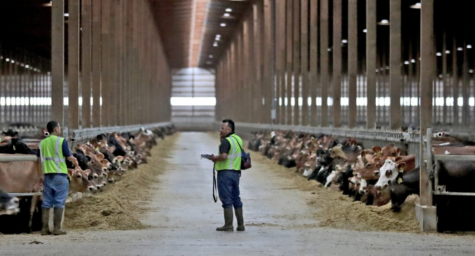 Trang trại bò sữa Louriston Dairy, Minnesota, Hoa Kỳ, được xây dựng và vận hành bởi Riverview LLP. Ảnh: Star Tribune.