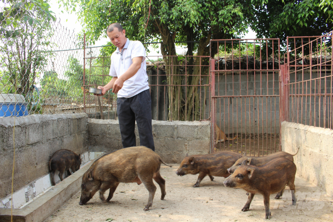 Nắm bắt vào những yếu tố đó và tận dụng diện tích đất vườn nhiều, năm 2013, ông Trần Trọng Thắng (thị trấn Gôi, huyện Vụ Bản, Nam Định) mua lợn rừng giống về nuôi. Thời điểm đó, ông mua khoảng 20 con về thả vườn, vừa nuôi vừa tìm hiểu kinh nghiệm chăm sóc. Ảnh: Mai Chiến.