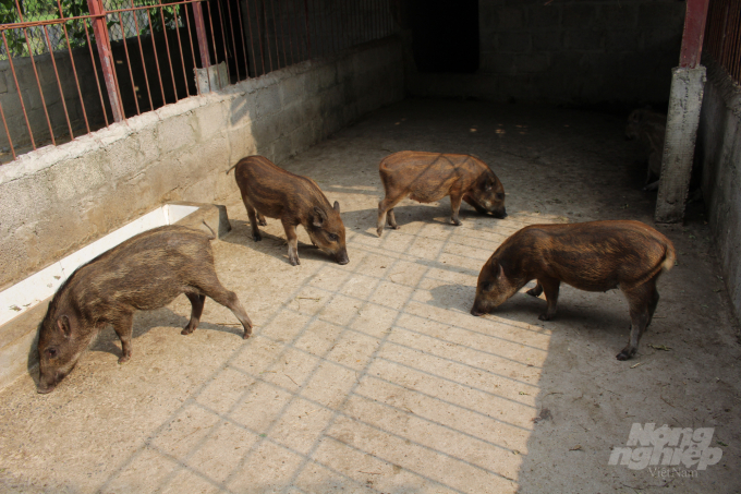 Theo ông, lợn rừng có sức đề kháng cao, rất dễ nuôi (nuôi theo kiểu bán hoang dã, có sân chơi, có chuồng tránh mưa, nắng); thức ăn chủ yếu là cám ngô ủ với men vi sinh, nõn chuối băm nhỏ. Ngày cho ăn 3 bữa: sáng - trưa - chiều tối. Ảnh: Mai Chiến.