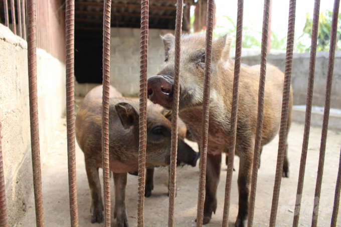 Ông Thắng khẳng định, thịt lợn rừng bán ra thị trường cao gấp 2-3 lần so với lợn trắng truyền thống. Thời điểm hiện tại, thịt lợn rừng đang được bán với giá 250.000 - 270.000đ/kg hơi. Mai Chiến.