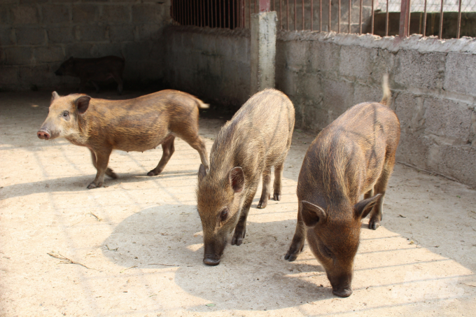 Dẫn chúng tôi đi tham quan khu nuôi lợn rừng, ông Thắng giãi bày, do ảnh hưởng của dịch tả lợn châu Phi, nên năm 2019, đàn lợn rừng của gia đình ông hao hụt dần, thiệt hại khoảng 100 triệu đồng. Và, ông đã phải bỏ trống chuồng nuôi một thời gian. Mai Chiến.
