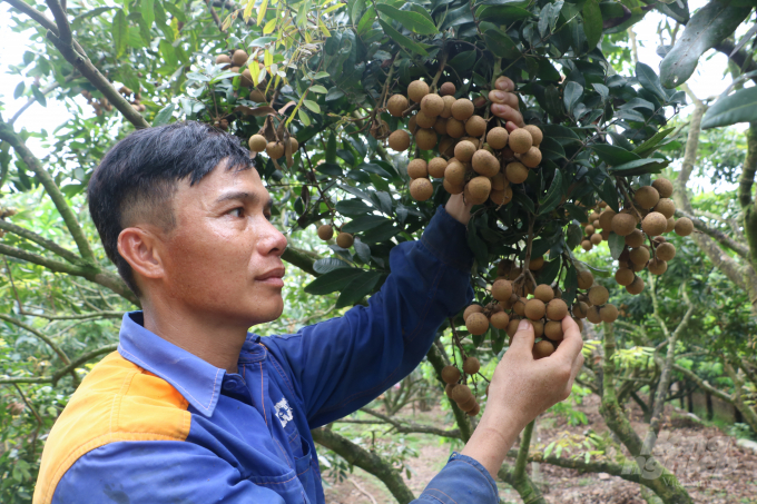 Một số vườn nhãn chín sớm ở Hưng Yên bắt đầu cho thu hoạch với giá bán khoảng 60.000 đồng/kg, cao gấp 1,5 - 2 lần thời điểm chính vụ. Ảnh: Hưng Giang.