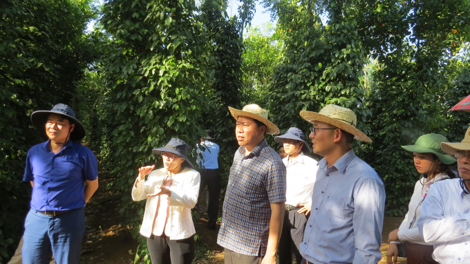 Đoàn công tác của UBND tỉnh Phú Yên kiểm tra tình dịch bệnh vườn tiêu huyện Tây Hòa.