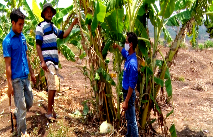 Anh Dõi (đứng giữa) trao đổi kinh nghiệm trồng, chăm sóc chuối với người dân trong làng