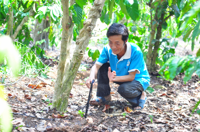 Nhờ hệ thống tưới tiết kiệm nên vào mùa khô, nhiều vườn cà phê ở Đăk Lăk vẫn xanh mơn mởn. Ảnh: Minh Hậu.