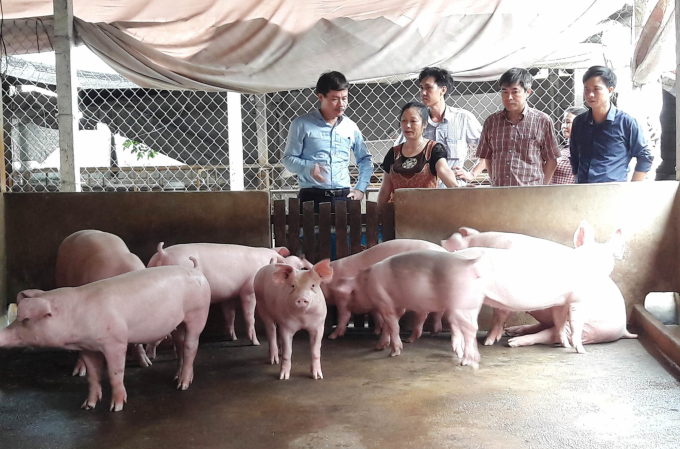 Lãnh đạo Cục Chăn nuôi đi kiểm tra công tác tái đàn chăn nuôi lợn tại Hà Nam. Ảnh: Nguyên Huân.