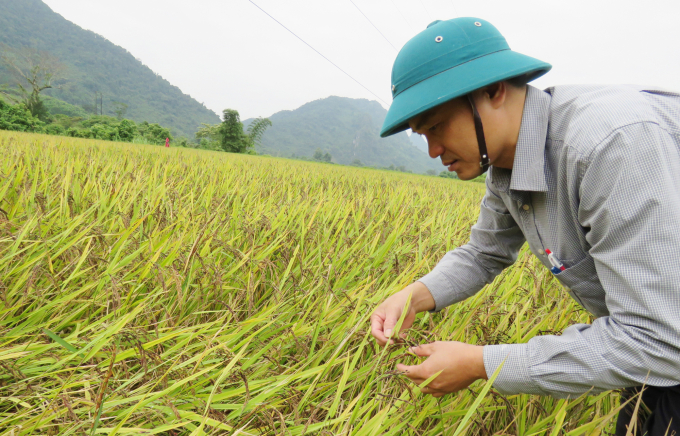 Bí thư Nguyễn Hữu Hán luôn theo sát các mô hình lúa nếp than để phổ biến kiến thức canh tác cho bà con dân tộc Vân Kiểu ở vùng cao huyện Lệ Thủy. Ảnh: T.Phùng.