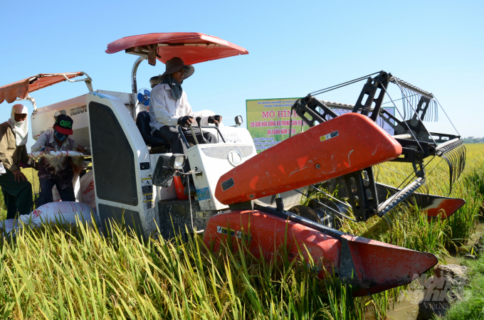 Gặt lúa bằng máy gặt đập liên hợp ở ngoại thành Hà Nội. Ảnh: Dương Đình Tường.