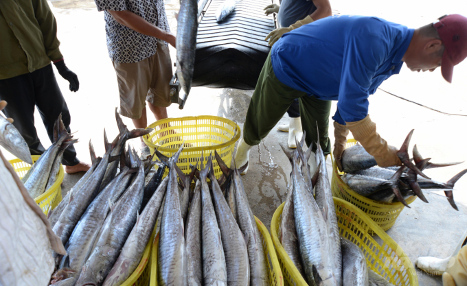 Cá thu tươi là mặt hàng xuất khẩu chính ngạch sang Trung Quốc được tỉnh Nam Định lựa chọn. Ảnh: Kế Toại. 