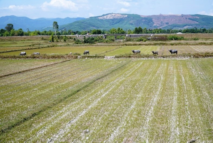 Nhiều diện tích đất nông nghiệp ở Quảng Ngãi phải bỏ hoang trong vụ HT vì thiếu nước. Ảnh: Lê Khánh.
