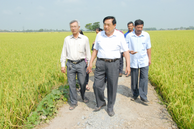 Vùng nguyên liệu sản xuất lúa cho ra gạo sữa Dương Xuân Quả tại An Giang. Ảnh: Lê Hoàng Vũ.