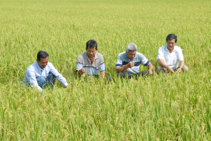 Vùng nguyên liệu trồng giống lúa OM 4900 và được khuyến cáo sử dụng phân thuốc hữu cơ toàn bộ trong cả vụ để cho ra hạt gạo an toàn đến người tiêu dùng. Ảnh: Lê Hoàng Vũ.