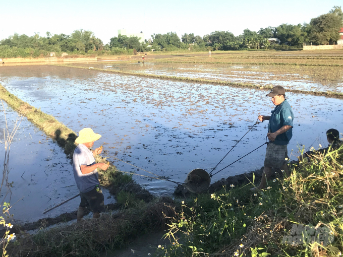 Những diện tích sản xuất lúa không chủ động nước trong vụ hè thu có chi phí sản xuất rất cao. Vũ Đình Thung.
