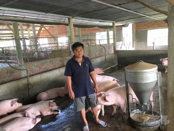 Những cơ sở chăn nuôi heo đảm bảo an toàn sinh học được ngành chức năng huyện Hoài Ân động viên tái đàn mạnh. Ảnh: Vũ Đình Thung.