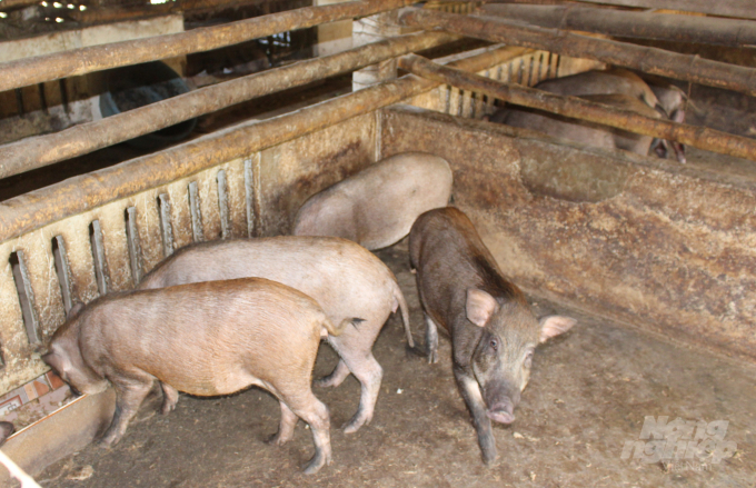Mô hình chăn nuôi lợn rừng đã và đang phát triển ở nhiều địa phương trong cả nước. Tại huyện Hải Hậu (Nam Định), những năm gần đây đã có nhiều hộ giàu lên nhờ loài động vật hoang dã này. Ảnh: Mai Chiến.