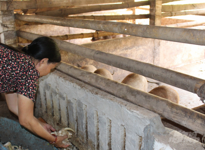 Với gần 10 năm kinh nghiệm chăn nuôi lợn rừng, bà Nguyễn Thị Soi (xã Hải Xuân, huyện Hải Hậu) cho hay, lợn rừng sức đề kháng cao, ít dịch bệnh. Năm 2019, đàn lợn rừng của gia đình bà sống khỏe giữa 'bão' dịch. Con nào, con nấy ăn tốt, ngủ ngon, không có biểu hiện ốm, bỏ ăn… Ảnh: Mai Chiến.