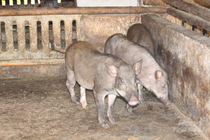 Lúc này, cho lợn con tập ăn chuối, rau, củ, quả; giảm dần lượng cám. Sau 8 tháng (tính từ lúc sinh ra đến lúc xuất bán), lợn nặng khoảng 20 - 30kg/con, cho chất lượng thịt thơm ngon và có thể xuất bán.
