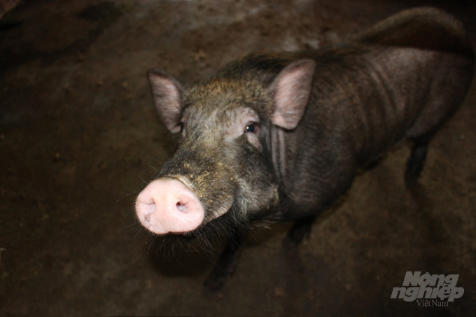 Về lợn mẹ, sau 5 - 7 ngày tách khỏi lợn con là có thể đưa đi phối giống. Việc phối giống cho lợn rừng rất đơn giản, không cần con người can thiệp. Về lợn đực, khoảng 6 - 7 năm nên thay một lần, để cải thiện con giống.