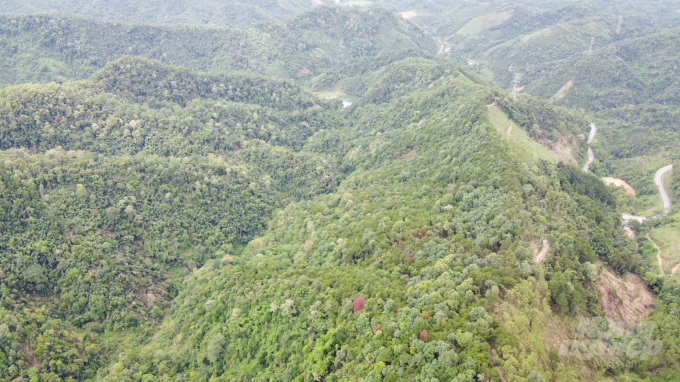 Khu vực rừng phòng hộ bị khai thác trái phép chỉ cách đường QL3, đường liên xã và trụ sở trạm Kiểm lâm Sỹ Bình vài trăm mét. Ảnh: Toán Nguyễn.