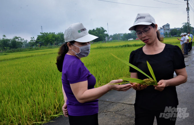 Theo đánh giá của người nông dân ở Tuyên Quang, lúa năm nay tỷ lệ hạt chắc cao, nhưng do mưa, gió gậy rụng hạt. Ảnh: Đào Thanh.