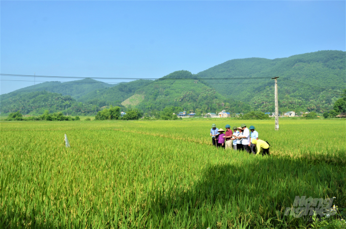 Lãnh đạo Sở NN-PTNT tỉnh Tuyên Quang cùng cán bộ chuyên môn thăm đồng, đánh giá năng suất lúa xuân. Ảnh: Đào Thanh.