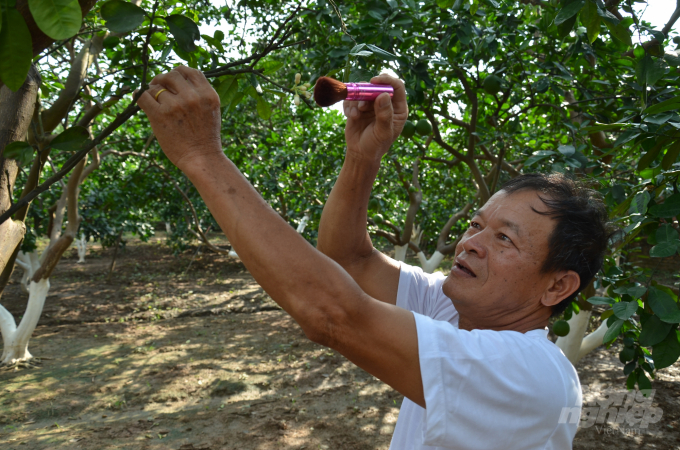 Thụ phấn cho bưởi. Ảnh: Dương Đình Tường.