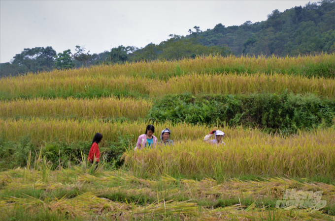 Tranh thủ thời tiết thuận lợi, bà con nông dân ở Tuyên Quang khẩn trương ra đồng thu hoạch lúa, hạn chế tình trạng rụng hạt, đảm bảo năng suất. Ảnh: Đào Thanh.