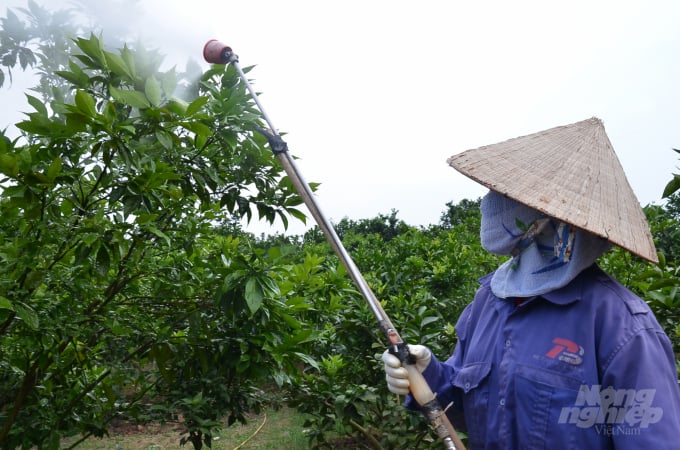 Một nhà vườn ở huyện Lục Ngạn, tỉnh Bắc Giang đang phun thuốc cho cam. Ảnh: NNVN.