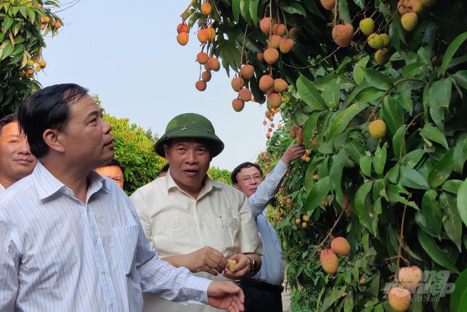 Bộ trưởng Nguyễn Xuân Cường thăm vùng sản xuất vải xã Thanh Sơn, huyện Thanh Hà. Ảnh: Kế Toại. 