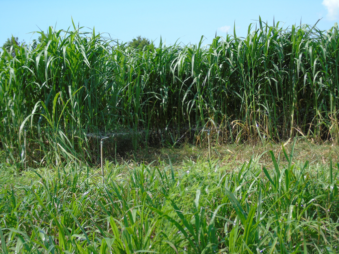 Đất lúa kém hiệu quả được chuyển sang trồng cỏ.
