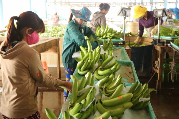 Mô hình tổ hợp tác trồng chuối công nghệ cao ở xã Thanh An, huyện Dầu Tiếng. Ảnh: Hồng Thuỷ.