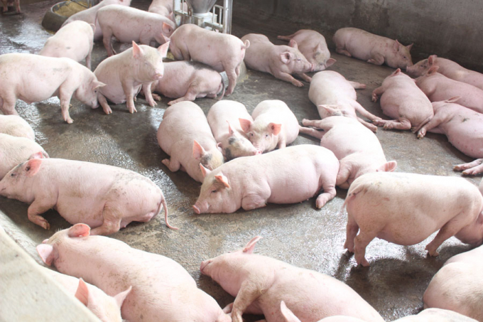 Đàn lợn được chăn nuôi đảm bảo an toàn sinh học ở trang trại Nghệ Xuân, TX Thái Hòa, Nghệ An. Ảnh: Việt Khánh.