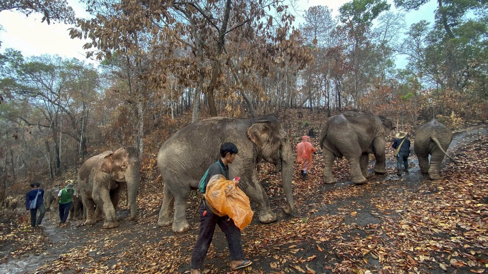 Đoàn voi trên đường trở lại với rừng tự nhiên trong hành trình dài 150km đến miền Bắc Thái Lan. Ảnh: AP.